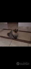 Gattina persiana per accoppiamento