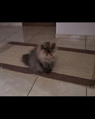Gattina persiana per accoppiamento
