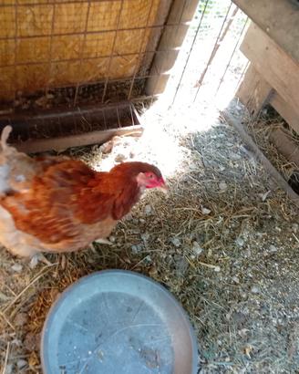 galline 