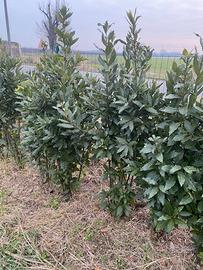 Giardinaggio