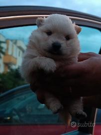Spitz Pomerania