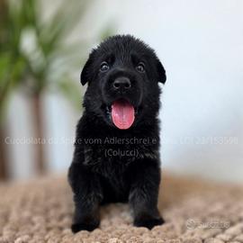 cuccioli pastore tedesco 