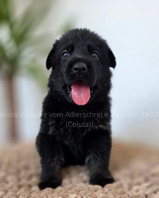 cuccioli pastore tedesco 