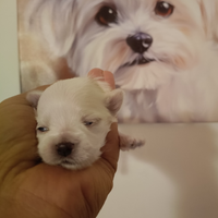 Maltese pedigree ENCI DNA depositato