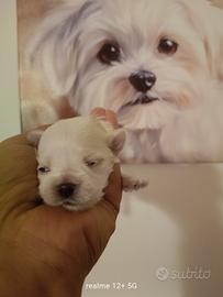 Maltese pedigree ENCI DNA depositato