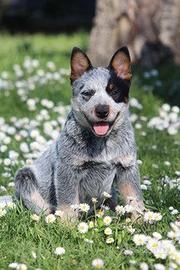 Cuccioli Australian Cattledog