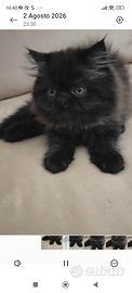 gattino persiano ipertipico 