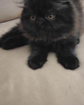 gattino persiano ipertipico 