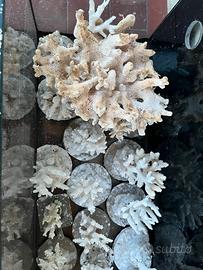 Scheletro coralli naturale