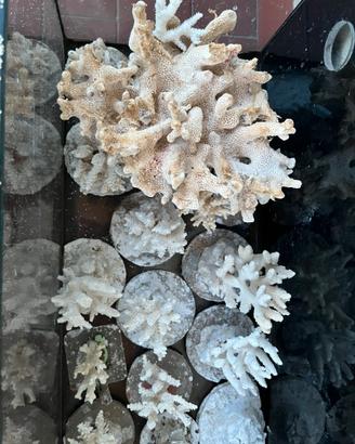 Scheletro coralli naturale