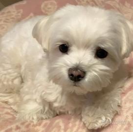 Maltese mini toy
