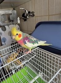 Calopsite Palermo parrocchetti