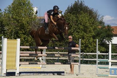 Cavalla da salto ostacoli e dressage