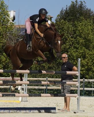 Cavalla da salto ostacoli e dressage