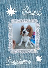 cavalier king