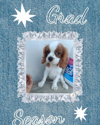 cavalier king