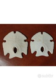 Conchiglia DOLLARO DI SABBIA punta di freccia 2 pz