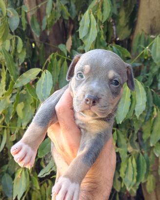 Pitbull tricolor
