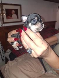 Cuccioli di Chuhuahua