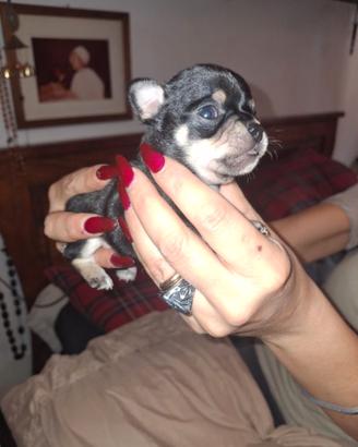 Cuccioli di Chuhuahua