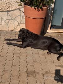 Cuccioli cane corso