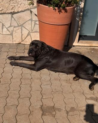 Cuccioli cane corso