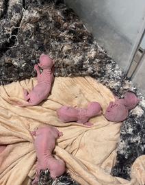 Cucciolo sphynx maschio con pedigree