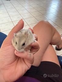 Criceto