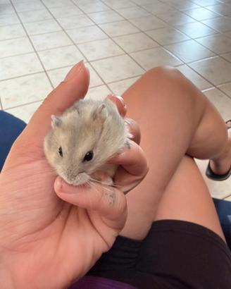 Criceto