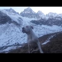 Cane razza dogo argentino