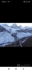 Cane razza dogo argentino