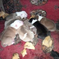 Amstaff