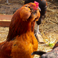 Galline ornamentali