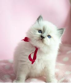 Adorabili cuccioli Ragdoll