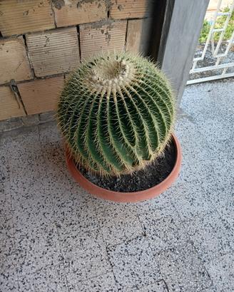 pianta grande 