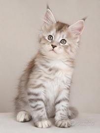 maine coon cuccioli