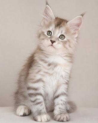 maine coon cuccioli