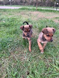Cagnolini due mesi maschi