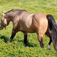 Stallone quarter horse
