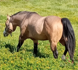 Stallone quarter horse