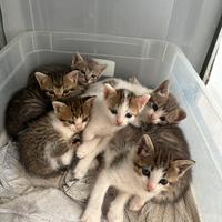 Cuccioli gattini