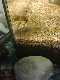 Corydoras