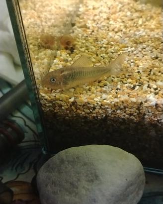 Corydoras