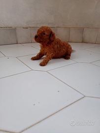 Mini toy e barboncino toy