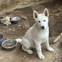 Lupi cecoslovacchi husky