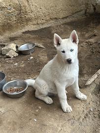 Lupi cecoslovacchi husky