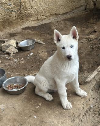 Lupi cecoslovacchi husky