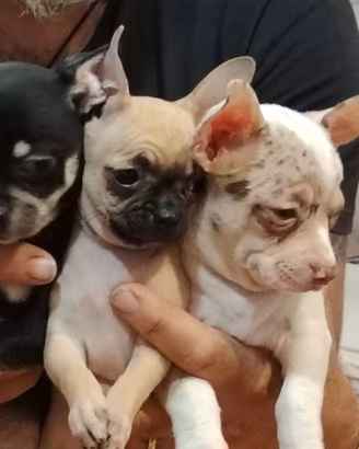 cuccioli di Chihuahua 