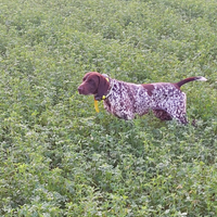 Bracco tedesco kurzhaar femmina avviata caccia