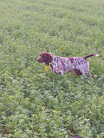 Bracco tedesco kurzhaar femmina avviata caccia